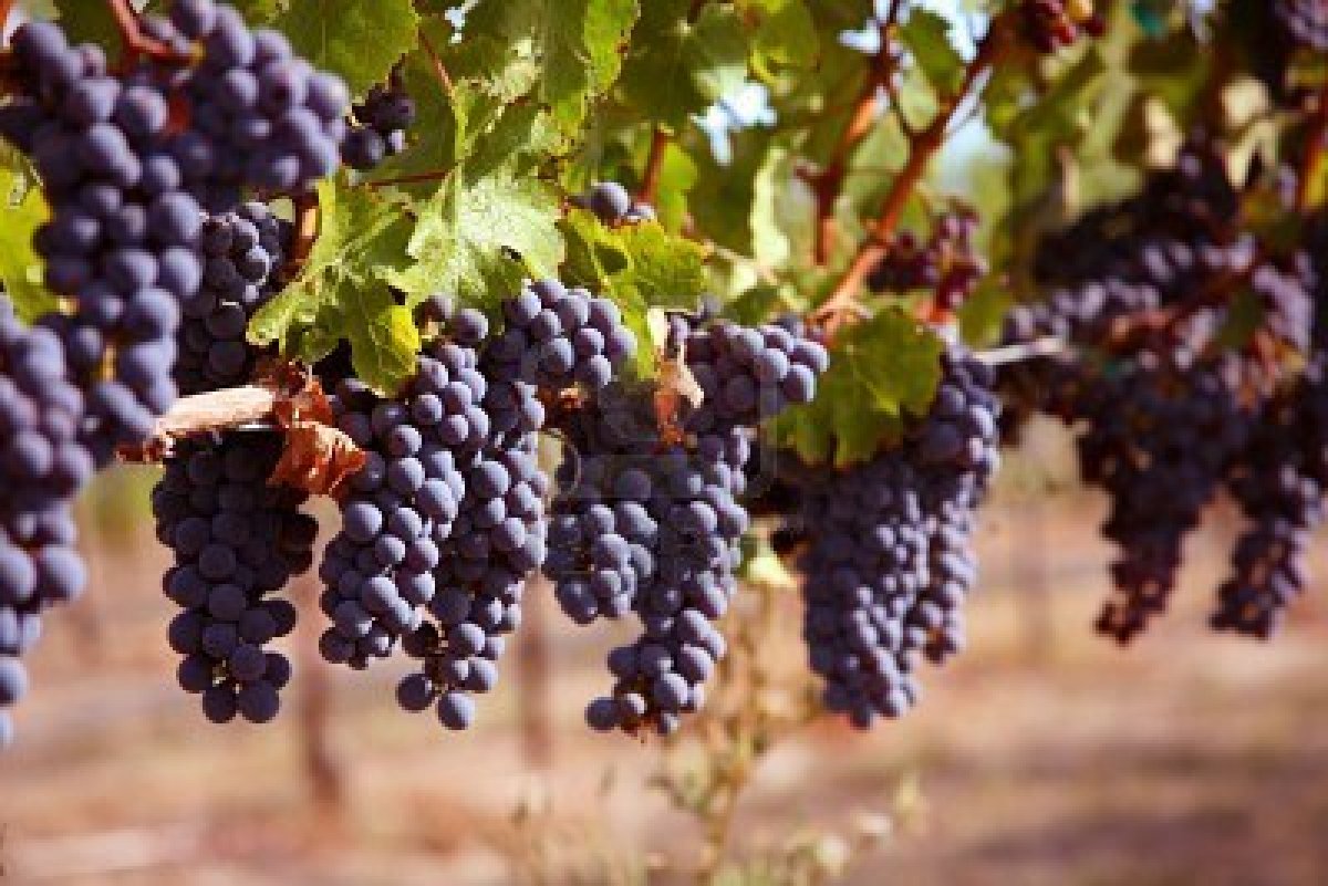 grapes-on-vine-in-vineyard